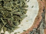 Herbata zielona - China Sencha